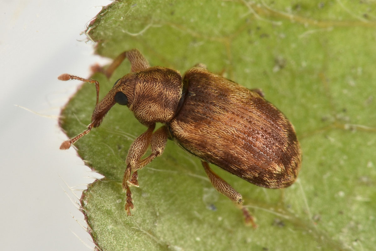 Curculionidae: Dorytomus nebulosus?  Sì !